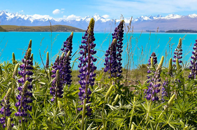 tekapo lupins