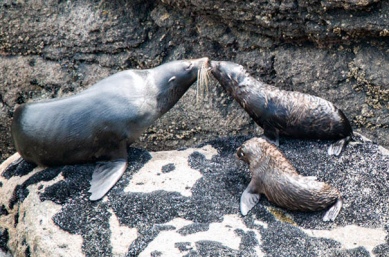 Tour New Zealand and see the Tauranga Bay seal colony
