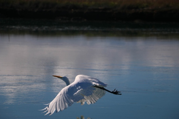 White heron in flight