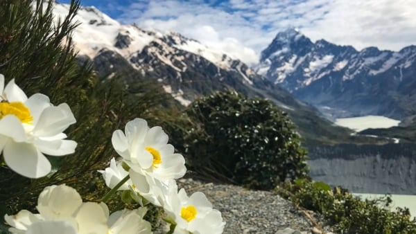 Mount cook lily2