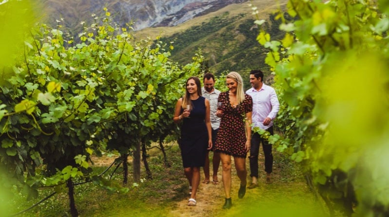 Elevate your adventure, indulge in a winery tour in New Zealand