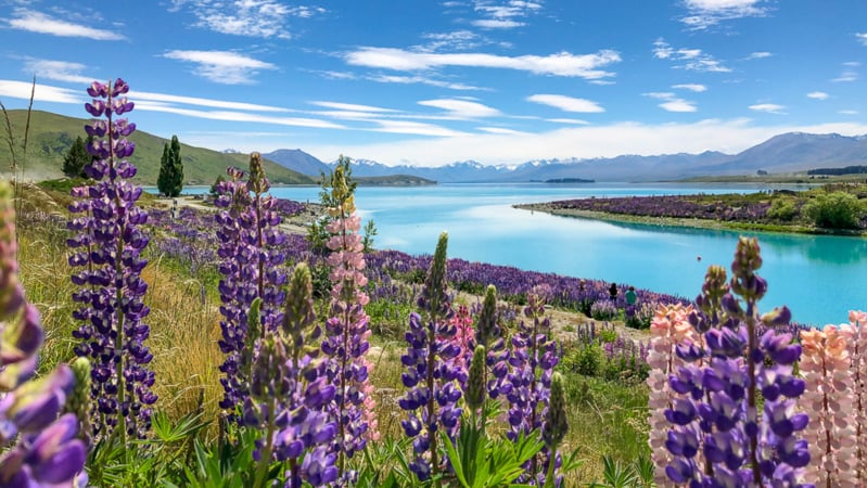 Wild lupins spring to life, adding a burst of colour to Lake Tekapo's shores.