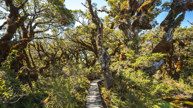 A boardwalk on the Routeburn Track through the wild native forest.