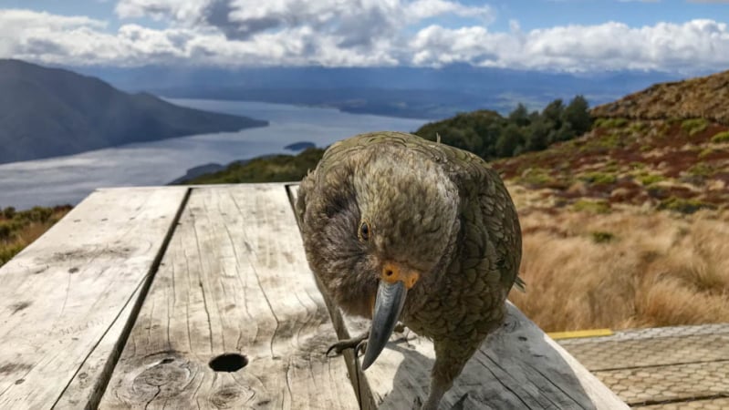 A cheeky native Kea at Luxmore Hut on the Kepler Track. 