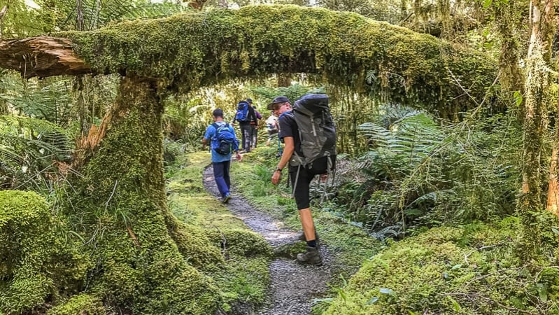 New Zealand walks like the Hollyford Track