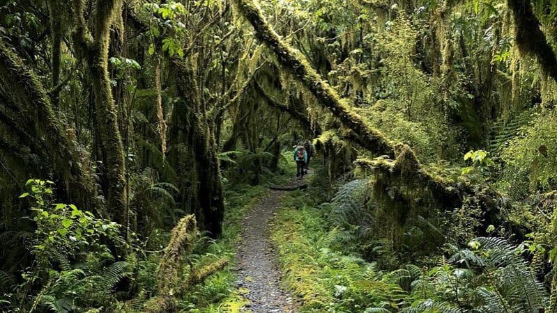 Lush Milford Sound day walk in the rainforest
