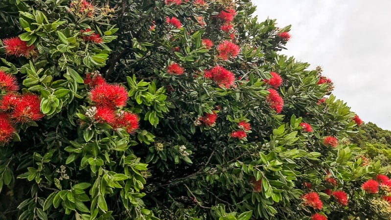 New Zealand bush, Pohutukawa