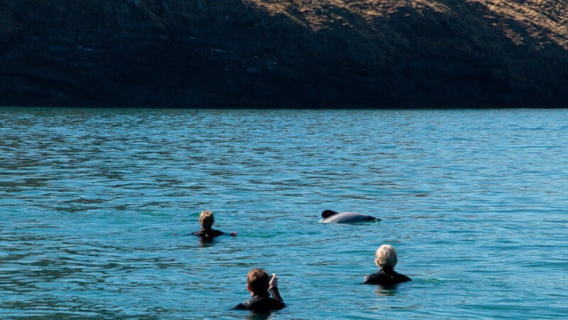 Swimming with Dolphins, Akaroa, Canterbury