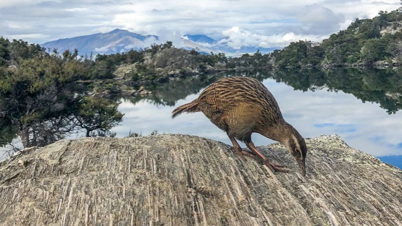 Weka bird, Mou Waho Island, Otago