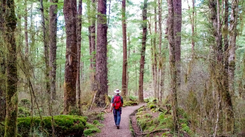 Kepler Track Forest