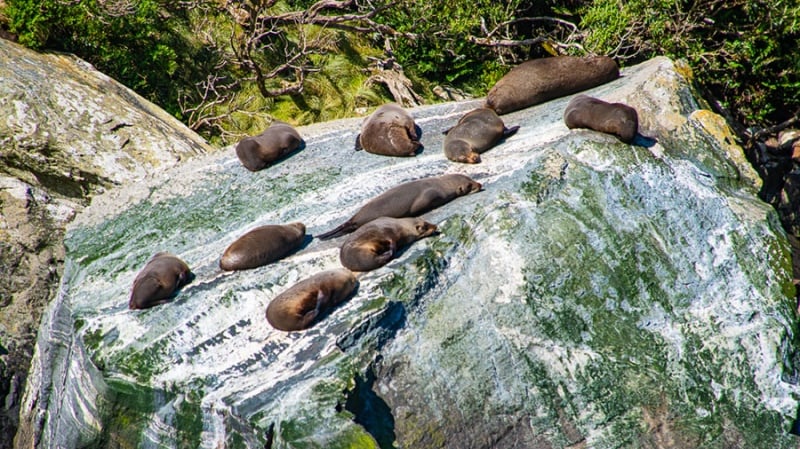 New Zealand fur seals in Milford Sound