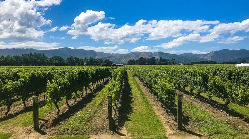 Cloudy Bay, New Zealand vineyard
