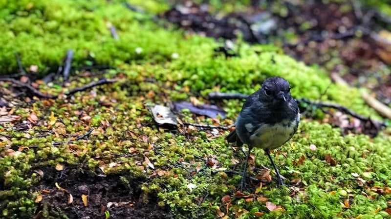 South Island robin on the Hollyford Track