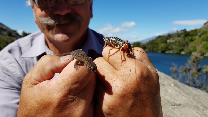 Weta and Gecko, New Zealand wildlife