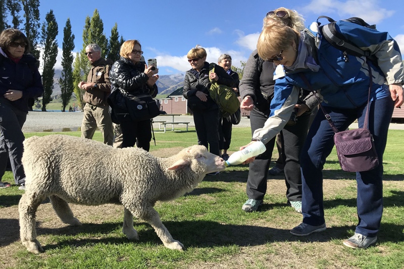 Feeding sheep during spring in New Zealand