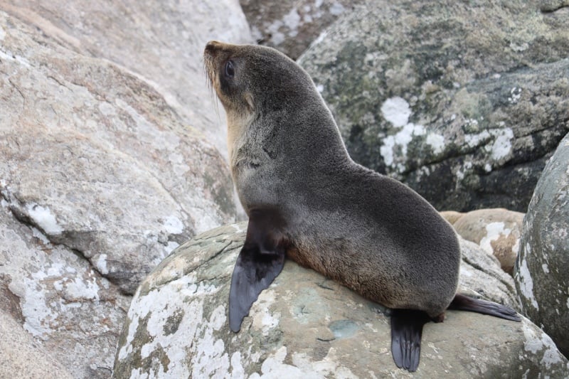 Seal pup in Kaikoura, New Zealand