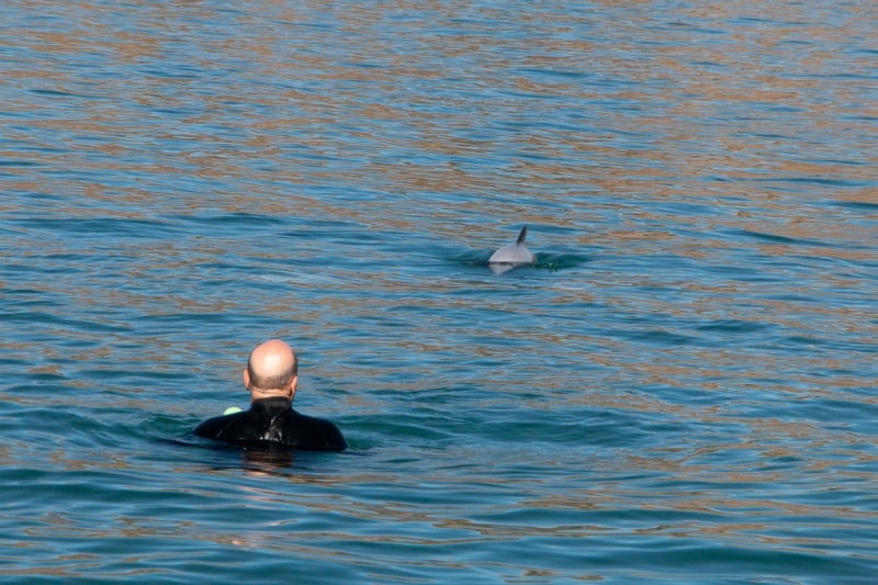 Swimming with dolphins in New Zealand