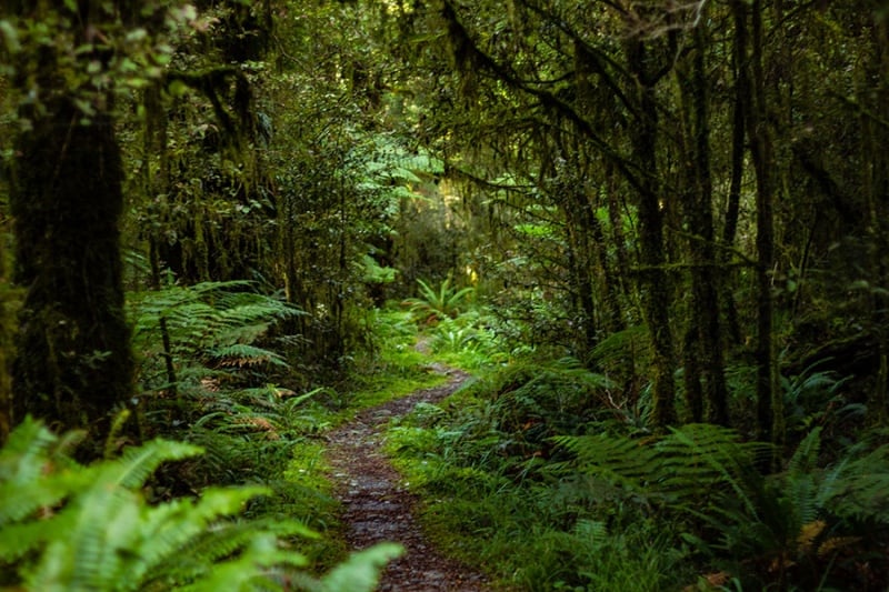 Hollyford Track lush forest