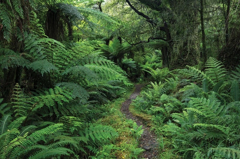 Podocarp forest, Hollyford Track, Fiordland