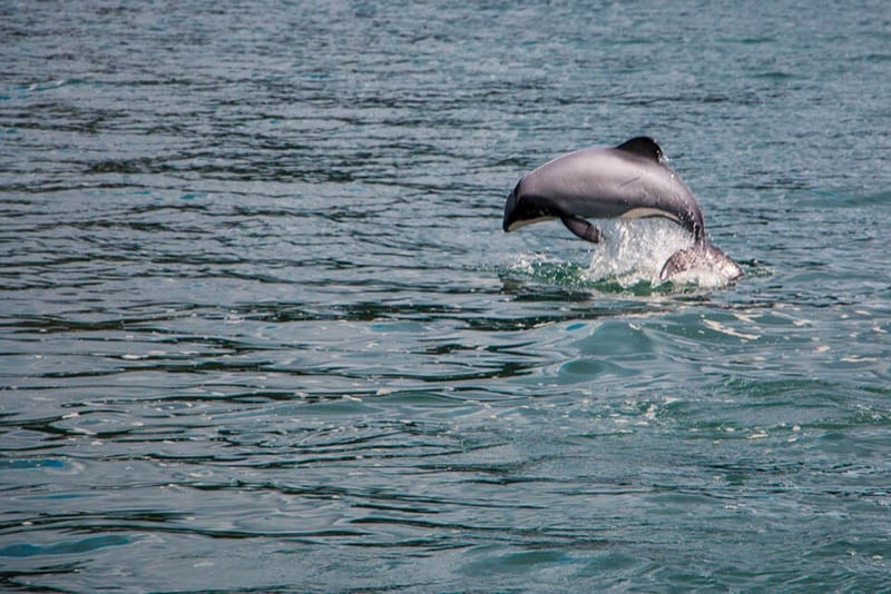 Wondering what to do in New Zealand? Swim with Hectors dolphins