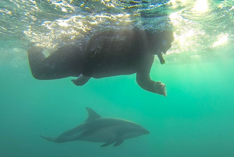 Swim with Dusky dolphins - one of the best things to do in Kaikoura