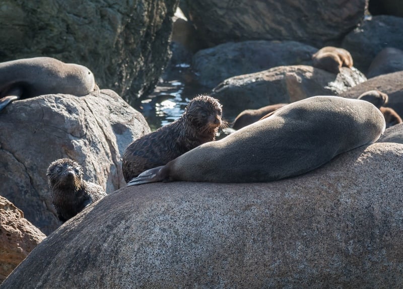 New Zealand Fur Seals can also be found in Doubtful Sound