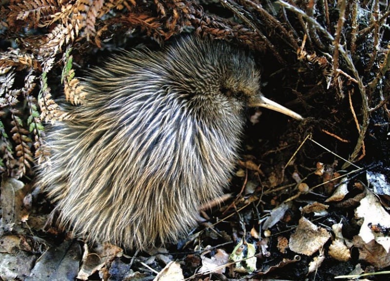 New Zealand Kiwi bird