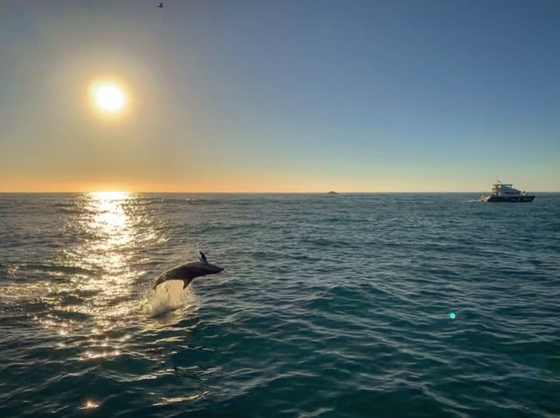 See dolphins on your hiking trip New Zealand