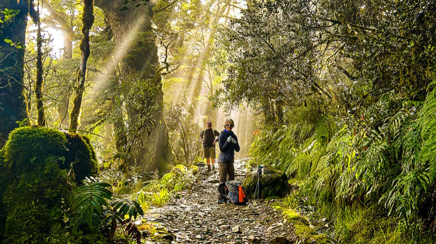 kepler-track-hiking-forest