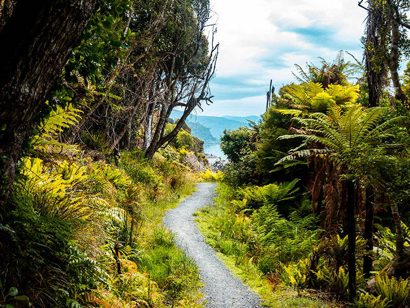 day walk rakiura track stewart island 