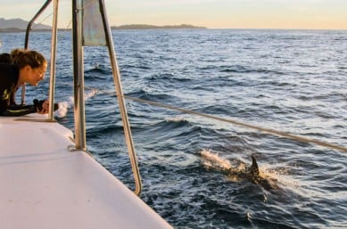 Dolphins at sunrise on a New Zealand adventure