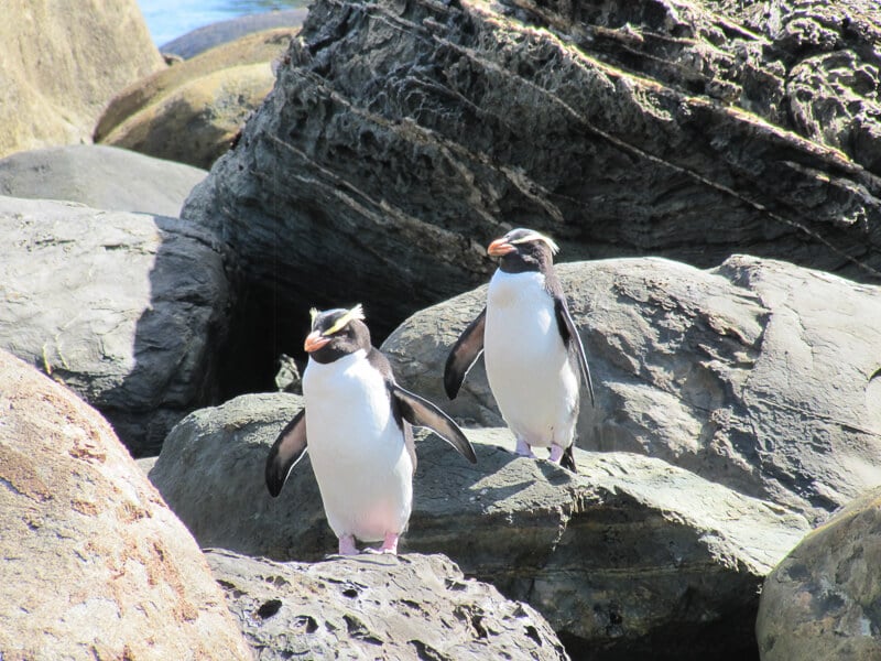 Fiordland Crested Penguins, basking in the sun during spring in New Zealand