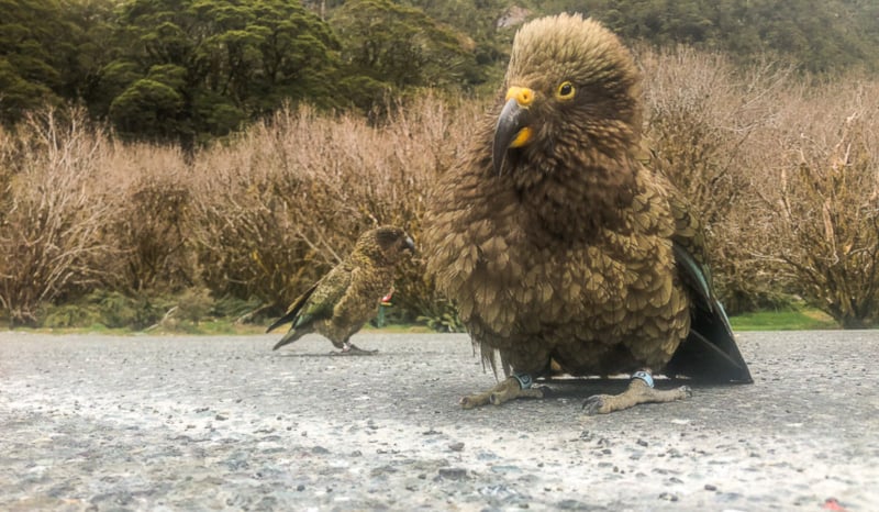 Keas in Fiordland when hiking New Zealand