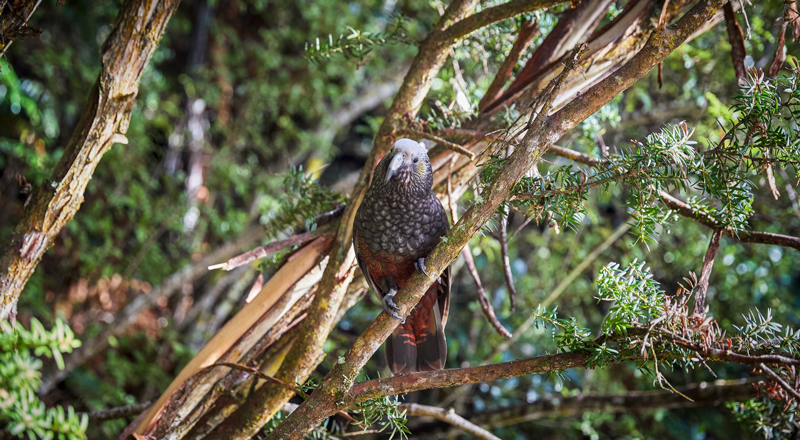 Native Kākā bird sighting in Stewart Island