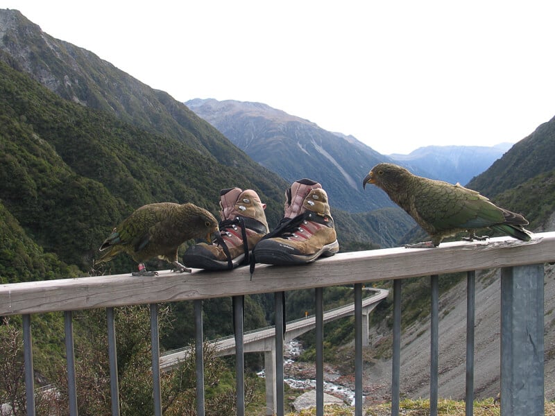 Keas with hiking boots, Otira Lookout