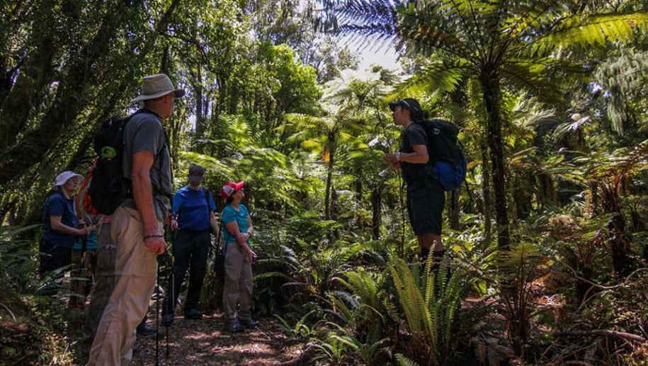 kepler track bush fiordland4