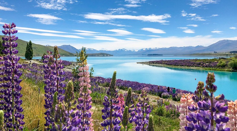 lupins blooming lake tekapo blog content
