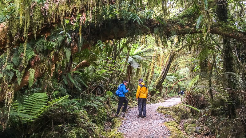Great Walks New Zealand, Milford Track rainforest, Fiordland