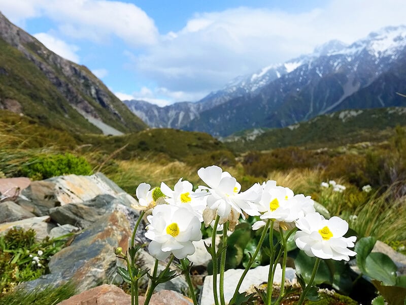 Mount Cook Lily in Arthurs Pass New Zealand