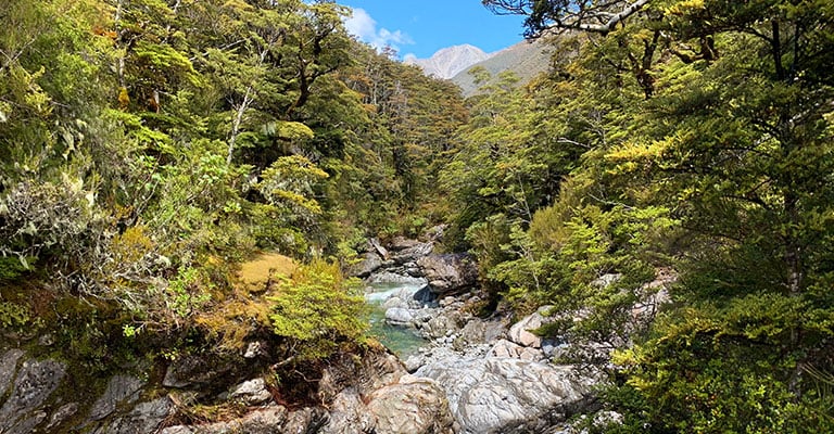 World Heritage – Our Original Luxury Walking Tour - New Zealand Trails