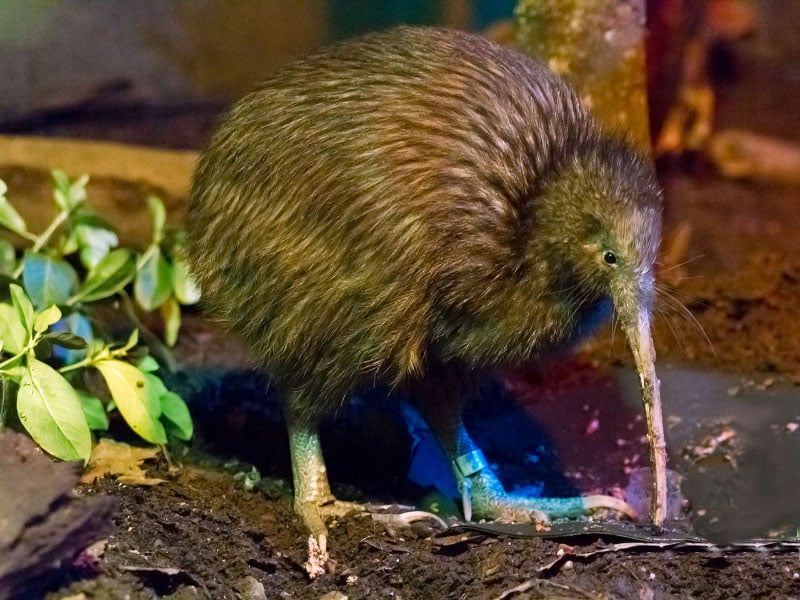 Kiwi Bird The New Zealand National Bird New Zealand Trails