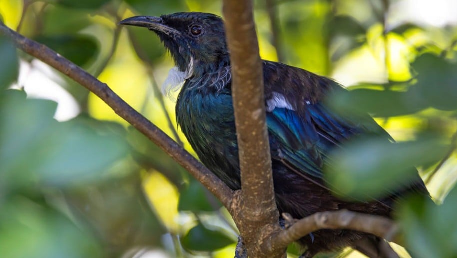 tui bird in tree