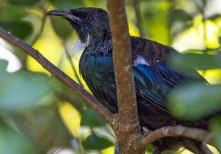 tui bird in tree