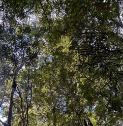 Beech forest on the Kepler Track 