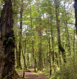 Beech trees on the Kepler Track 