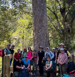 Explore Waiomu Kauri Grove 3rd December 2024 4