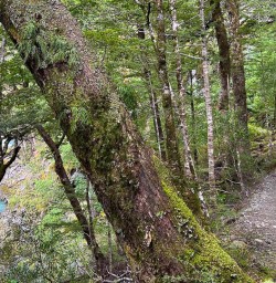 Exploring the Routeburn Track 