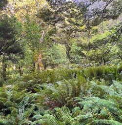Ferns on the Routeburn Track