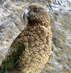 Kea bird