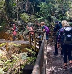 Waiomu Kauri Grove 19 11 24 2